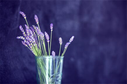 Lavender Otel